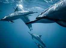 差点扩大比分！卡多索小禁区线上得球打门，侯森近距离救险